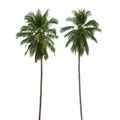 Coconut palm tree isolated on white background Royalty Free Stock Photo