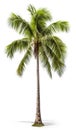 Coconut palm tree, isolated white background, Suitable for use in Decoration work Royalty Free Stock Photo