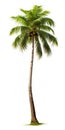 Coconut palm tree, isolated white background, Suitable for use in Decoration work Royalty Free Stock Photo