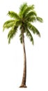 Coconut palm tree, isolated white background, Suitable for use in Decoration work Royalty Free Stock Photo