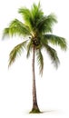 Coconut palm tree, isolated white background, Suitable for use in Decoration work Royalty Free Stock Photo