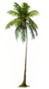 Coconut palm tree, isolated white background, Suitable for use in Decoration work Royalty Free Stock Photo