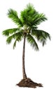 Coconut palm tree, isolated white background, Suitable for use in Decoration work