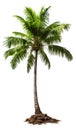Coconut palm tree, isolated white background, Suitable for use in Decoration work Royalty Free Stock Photo