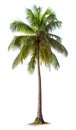 Coconut palm tree, isolated white background, Suitable for use in Decoration work Royalty Free Stock Photo