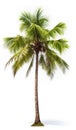 Coconut palm tree, isolated white background, Suitable for use in Decoration work Royalty Free Stock Photo