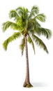 Coconut palm tree, isolated white background, Suitable for use in Decoration work Royalty Free Stock Photo