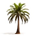 Coconut Palm Tree, isolated on white background, tropical nature concept, realistic design illustration, generative ai Royalty Free Stock Photo