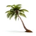 Coconut palm,Coconut tree lay down, its roots crooked,isolated white background, for use in design Decoration work Royalty Free Stock Photo