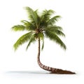 Coconut palm,Coconut tree lay down, its roots crooked,isolated white background, for use in design Decoration work Royalty Free Stock Photo