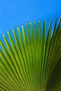 Coconut palm tree leaf beautiful tropical background. Royalty Free Stock Photo