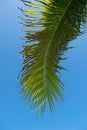 Coconut Palm Tree Leaf and blue sky background Royalty Free Stock Photo