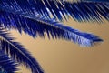 Coconut palm tree leaf on blue sky background, close up Royalty Free Stock Photo