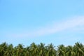 Coconut palm tree leaf with blue sky and cloud background. Summer beach concept Royalty Free Stock Photo