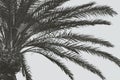 Coconut palm tree leaf Royalty Free Stock Photo