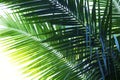 Coconut palm tree leaf photo. Coco leaf silhouette closeup. Abstract coco palm leaf background. Royalty Free Stock Photo