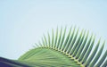 Coconut palm tree leaf vintage filter