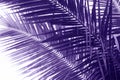 Coconut palm tree leaf violet toned photo. Coco leaf closeup. Abstract coco palm leaf background.