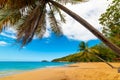 Coconut palm tree leaning over La Perle beach in Guadeloupe Royalty Free Stock Photo