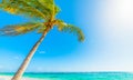 Coconut palm tree leaning over the sea in Raisins Clairs beach Royalty Free Stock Photo