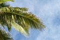 Coconut palm tree leaves against blue sky with white clouds Royalty Free Stock Photo