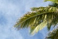 Coconut palm tree leaves against blue sky with white clouds Royalty Free Stock Photo