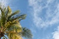 Coconut palm tree leaves against blue sky with white clouds Royalty Free Stock Photo