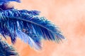 Coconut palm tree leaves on blue sky background. toned Royalty Free Stock Photo