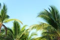 Coconut palm tree leaves with blue sky, tropical palms at sunny summer day. Royalty Free Stock Photo