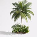 coconut palm tree leaves and green palm fronds on a white background. Royalty Free Stock Photo