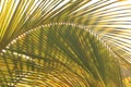 coconut palm tree leaf close-up Royalty Free Stock Photo