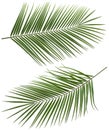 Coconut palm tree long leaves set 2 isolated