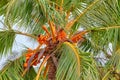 A coconut palm tree with luminous orange colored King Coconuts Royalty Free Stock Photo