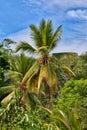 A coconut palm tree with luminous orange colored King Coconuts Royalty Free Stock Photo