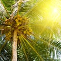 Coconut palm tree with lush leaves and coconuts against the background of the sky Royalty Free Stock Photo