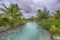 Coconut Palm Tree Moorea Beach French Polynesia Royalty Free Stock Photo