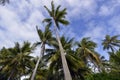 Coconut Palm Tree Moorea Beach French Polynesia Royalty Free Stock Photo