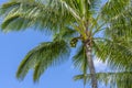 Coconut Palm tree with nuts on a blue sky, tropical island background. Travel holiday island nature card. Palm tree leaf Royalty Free Stock Photo