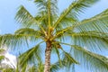 Coconut Palm tree with nuts on a blue sky, tropical island background. Travel holiday island nature card. Palm tree leaf Royalty Free Stock Photo