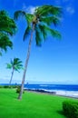 Coconut Palm tree by the ocean in Hawaii, Kauai Royalty Free Stock Photo