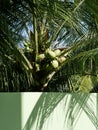 Coconut palm tree over the fence Royalty Free Stock Photo