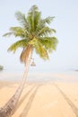 Coconut palm tree over luxury beach Royalty Free Stock Photo