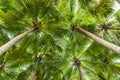 Coconut palm tree perspective view