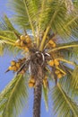 Coconut palm tree perspective view from floor high up on the beach, island of Zanzibar, Tanzania, East Africa Royalty Free Stock Photo