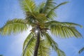 Coconut palm tree perspective view from floor high up on the beach, island of Zanzibar, Tanzania, East Africa Royalty Free Stock Photo