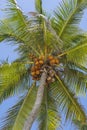 Coconut palm tree perspective view from floor high up on the beach, Zanzibar, Tanzania Royalty Free Stock Photo