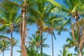 Coconut palm tree plantation view from bottom floor