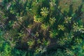 Coconut palm tree planttion pattern from aerial view