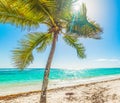 Coconut palm tree in Raisins Clairs in Guadeloupe Royalty Free Stock Photo