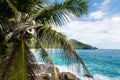 Coconut palm tree on rocky ocean beach Royalty Free Stock Photo